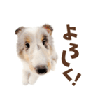 THE DOG シェットランド・シープドッグ（個別スタンプ：11）