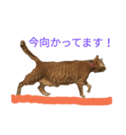 家で飼っている猫のスタンプです。（個別スタンプ：7）