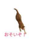 家で飼っている猫のスタンプです。（個別スタンプ：11）