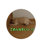 パグ犬モモ（個別スタンプ：2）