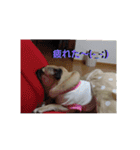 パグ犬モモ（個別スタンプ：5）