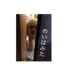 めいスタンプ☆わんこの日常（個別スタンプ：12）