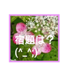 花の写真絵文字スタンプ（個別スタンプ：6）