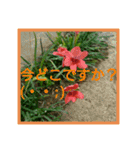 花の写真絵文字スタンプ（個別スタンプ：13）