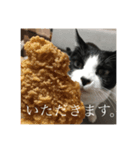 愛猫TOMの日常（個別スタンプ：6）