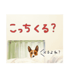 バセンジーの1日。（個別スタンプ：15）