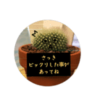 サボテンの独り言（個別スタンプ：5）