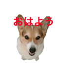 petcorgi（個別スタンプ：1）