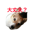 petcorgi（個別スタンプ：3）