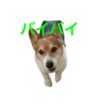 petcorgi（個別スタンプ：5）