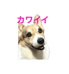 petcorgi（個別スタンプ：6）