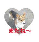 petcorgi（個別スタンプ：7）