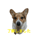 petcorgi（個別スタンプ：8）