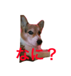 petcorgi（個別スタンプ：9）