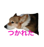 petcorgi（個別スタンプ：10）