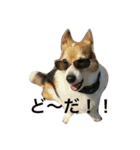 petcorgi（個別スタンプ：11）