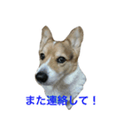 petcorgi（個別スタンプ：13）