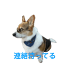 petcorgi（個別スタンプ：14）