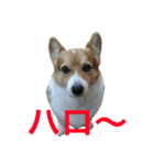 petcorgi（個別スタンプ：16）