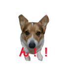 petcorgi（個別スタンプ：19）