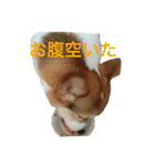 petcorgi（個別スタンプ：22）