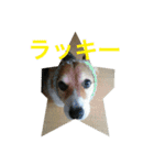 petcorgi（個別スタンプ：23）