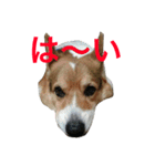 petcorgi（個別スタンプ：24）