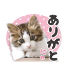 猫のりり～挨拶いろいろ～（個別スタンプ：1）