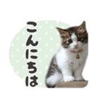 猫のりり～挨拶いろいろ～（個別スタンプ：3）