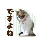 猫のりり～挨拶いろいろ～（個別スタンプ：15）