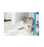 猫島物語（個別スタンプ：4）