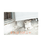 猫島物語（個別スタンプ：13）