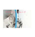 猫島物語（個別スタンプ：14）