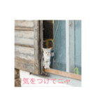 猫島物語（個別スタンプ：15）