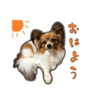 愛犬ラッキー（パピヨン）@Japanese（個別スタンプ：19）