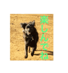 愛犬のプーチーです！（個別スタンプ：4）