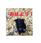 愛犬のプーチーです！（個別スタンプ：5）