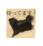 愛犬のプーチーです！（個別スタンプ：6）