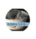 猫達の一日（個別スタンプ：5）