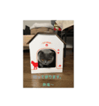 猫達の一日（個別スタンプ：12）