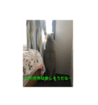 猫達の一日（個別スタンプ：13）