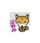 柴犬コロ2（個別スタンプ：5）