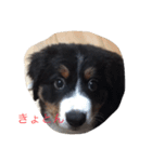 愛しの犬（個別スタンプ：9）