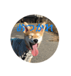 柴犬つむくる（個別スタンプ：4）