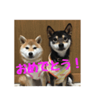 柴犬つむくる（個別スタンプ：12）