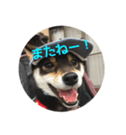 柴犬つむくる（個別スタンプ：13）