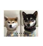 柴犬つむくる（個別スタンプ：29）