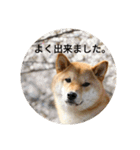 柴犬にこまる（個別スタンプ：19）