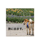 柴犬にこまる（個別スタンプ：21）