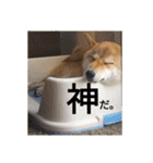 柴犬にこまる（個別スタンプ：30）